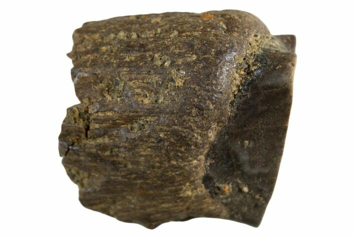 Fossil Dinosaur (Triceratops) Shed Tooth - Montana #339713